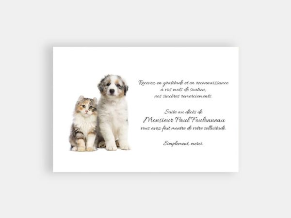 Chat et chien sur fond blanc