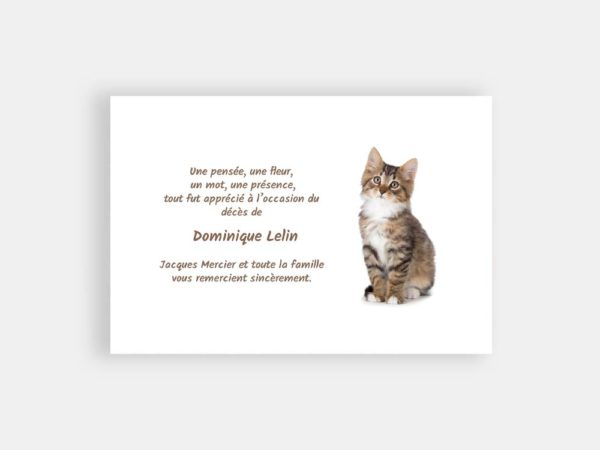 Chat sur fond blanc