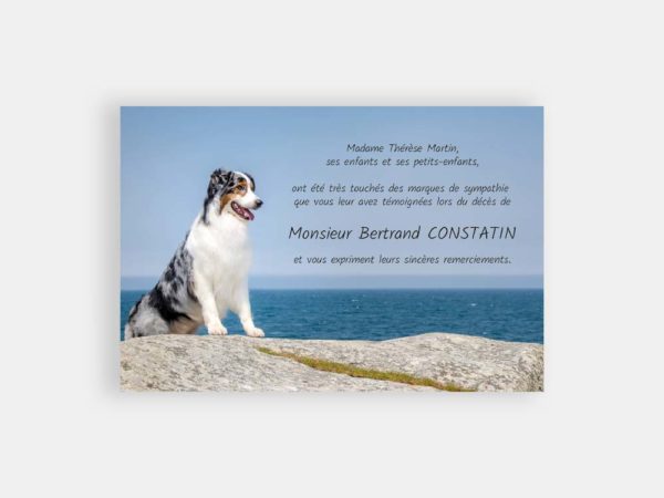 Chien en bord de mer