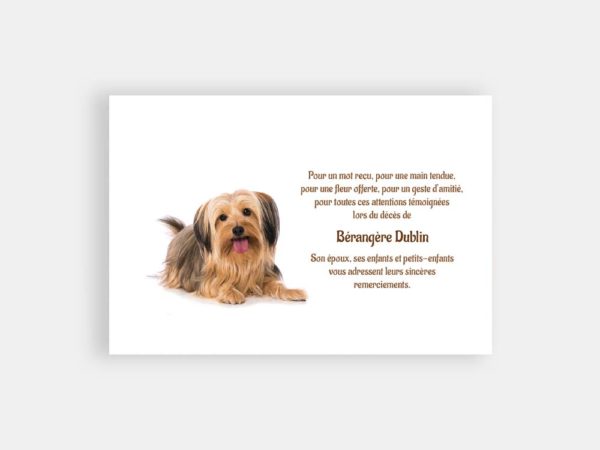 Chien sur fond blanc